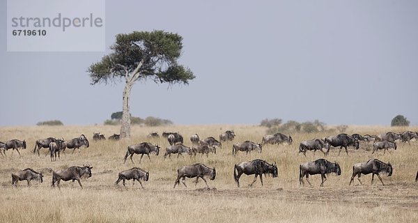 Afrika  Kenia