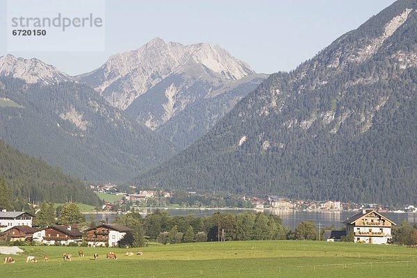 Berg  See  Rind  Tirol  Österreich  grasen  Maurach