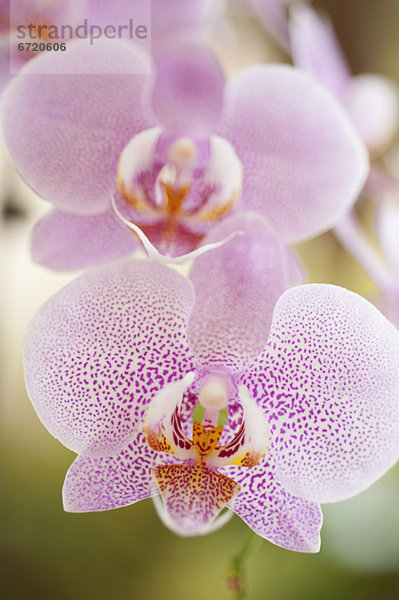Close up Orchidee