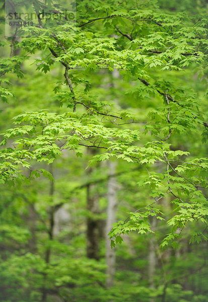Baum  Wald