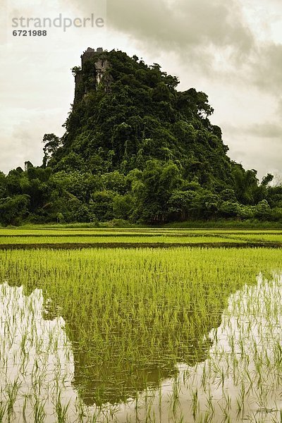 Feld  Reis  Reiskorn  Asien