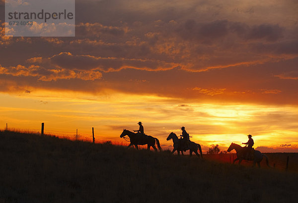 Sonnenuntergang  fahren  reiten - Pferd