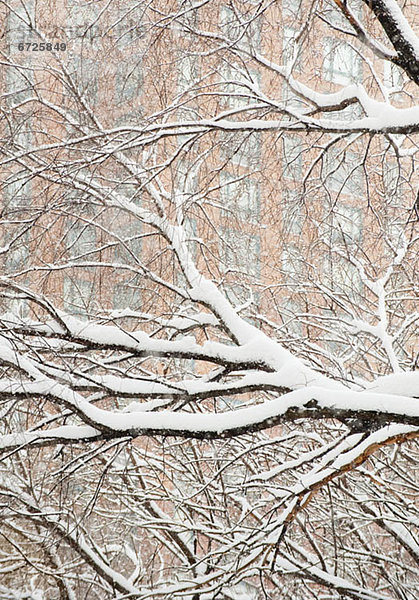 Snow covered tree branches  apartment building in background