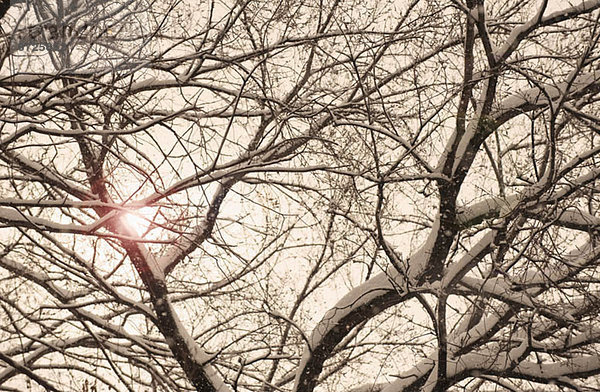 Sonne scheint durch Schnee bedeckt Baum verzweigt