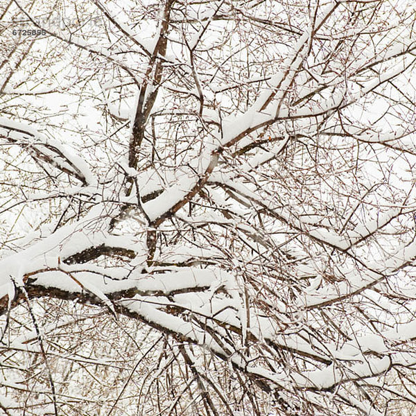 bedecken  Baum  Ast  Schnee