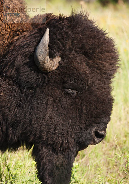Vereinigte Staaten von Amerika  USA  Halbportrait  amerikanisch  Bison  South Dakota