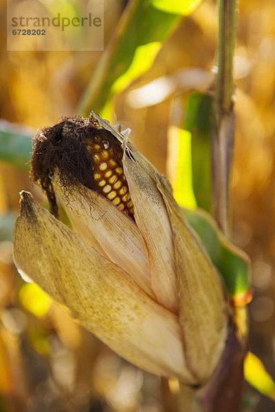 Mais Zuckermais Kukuruz Vereinigte Staaten von Amerika USA Wachstum Feld Maiskolben Hudson River New York State