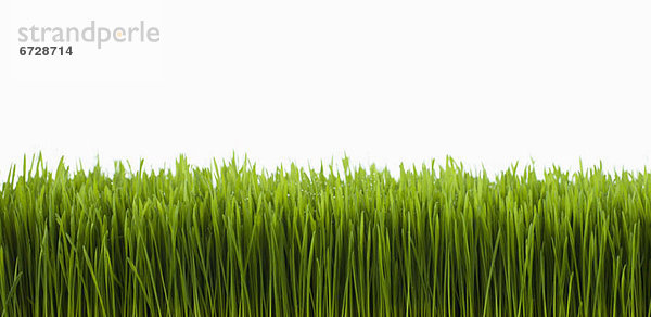 Feld Gras