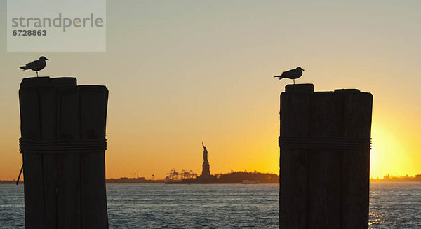 Vereinigte Staaten von Amerika  USA  New York City  Freiheit  Silhouette  Hintergrund  Statue  Möwe