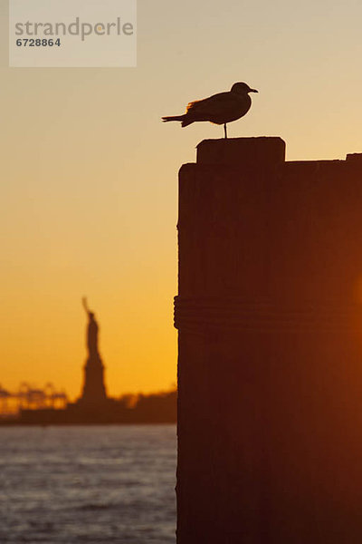 Vereinigte Staaten von Amerika  USA  New York City  Freiheit  Silhouette  Hintergrund  Statue  Möwe