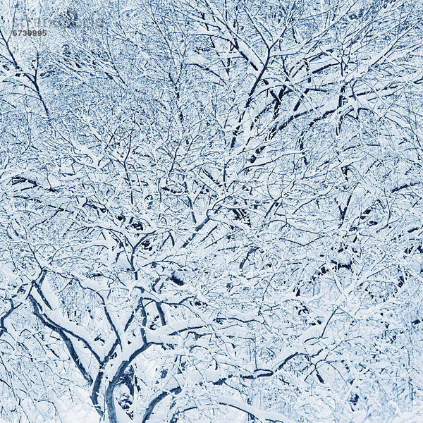 Vereinigte Staaten von Amerika  USA  Winter  New York City  bedecken  Baum  Schnee