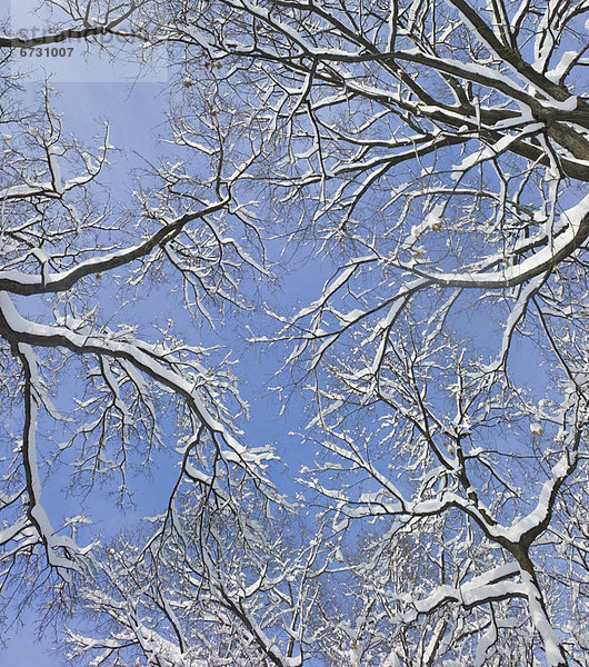 Vereinigte Staaten von Amerika  USA  New York City  bedecken  Baum  Himmel  Ast  blau  Schnee