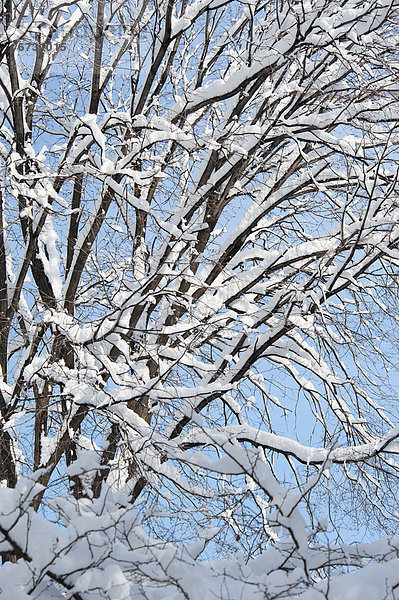 Vereinigte Staaten von Amerika  USA  New York City  bedecken  Baum  Himmel  Ast  blau  Schnee