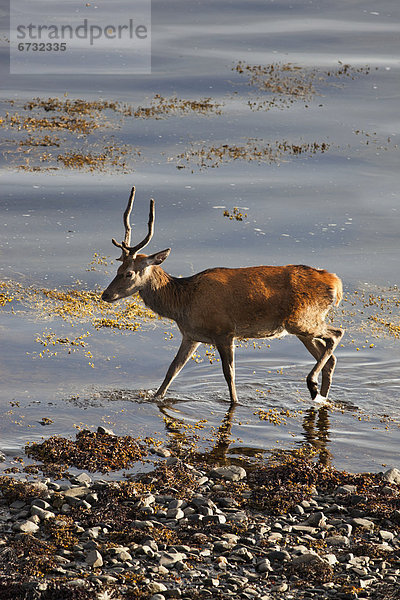 Wasserrand  Wasser  waten  seicht  Hirsch