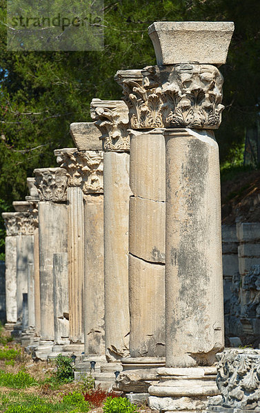 Truthuhn  Ephesos  Türkei