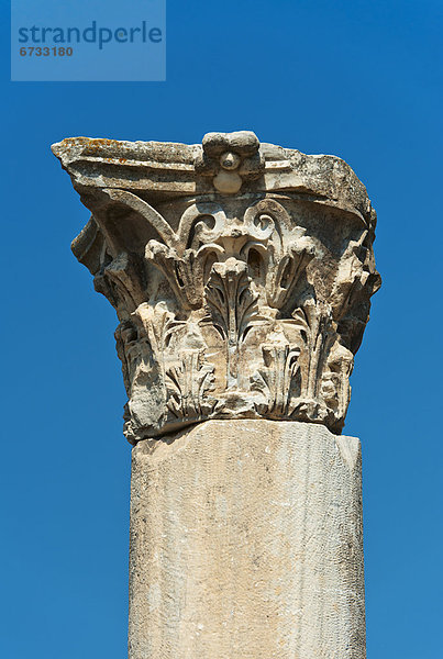 Truthuhn  korinthische Säule  Säulen  Ephesos  Türkei