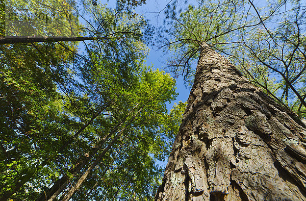 Vereinigte Staaten von Amerika  USA  niedrig  Baum  Wald  Kiefer  Pinus sylvestris  Kiefern  Föhren  Pinie  Ansicht  Flachwinkelansicht  Winkel