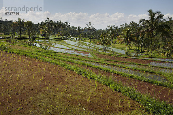 'Rice fields