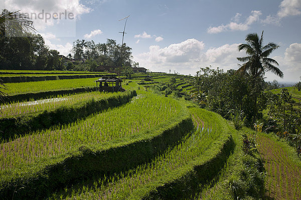 'Rice fields