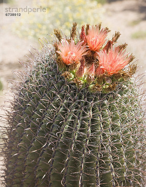 hoch  oben  nahe  Vereinigte Staaten von Amerika  USA  Blume  Arizona  Kaktus