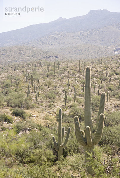 Vereinigte Staaten von Amerika  USA  Arizona