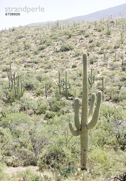 Vereinigte Staaten von Amerika  USA  Arizona