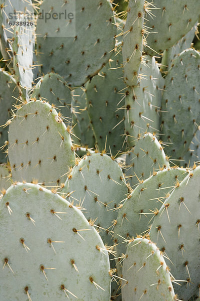 Close up of Kaktus