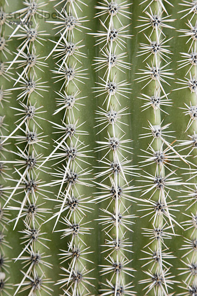 Close up of Kaktus
