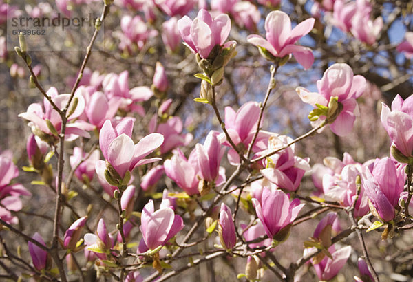 hoch  oben  nahe  Blume  Baum