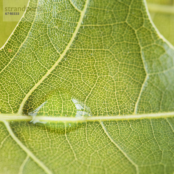 hoch  oben  nahe  Wasser  Pflanzenblatt  Pflanzenblätter  Blatt  heraustropfen  tropfen  undicht