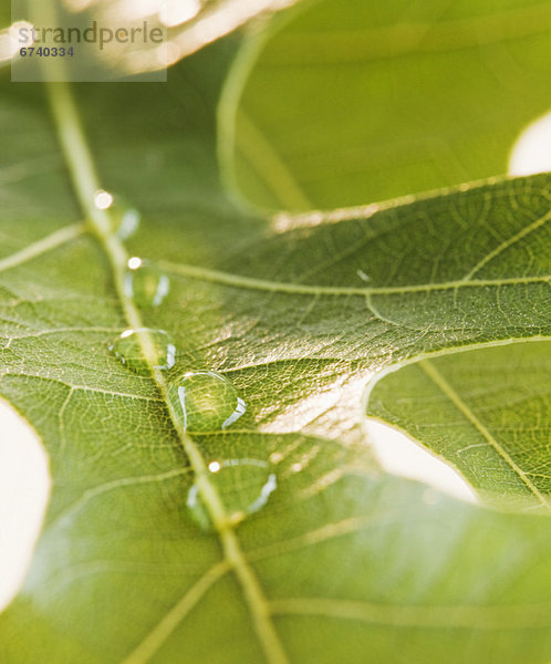 hoch  oben  nahe  Wasser  Pflanzenblatt  Pflanzenblätter  Blatt  heraustropfen  tropfen  undicht