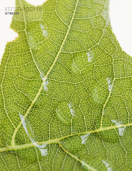 hoch  oben  nahe  Wasser  Pflanzenblatt  Pflanzenblätter  Blatt  heraustropfen  tropfen  undicht