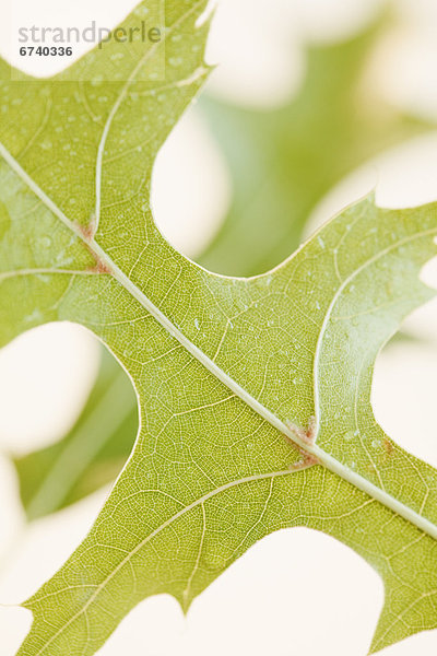 Close up of leaf