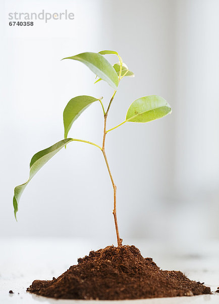 Erde  Erdreich  Boden  klein  Wachstum  Pflanze  Stück