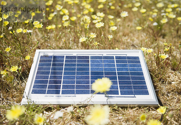 liegend  liegen  liegt  liegendes  liegender  liegende  daliegen  Blume  Wiese  Sonnenkollektor  Sonnenenergie  Tisch