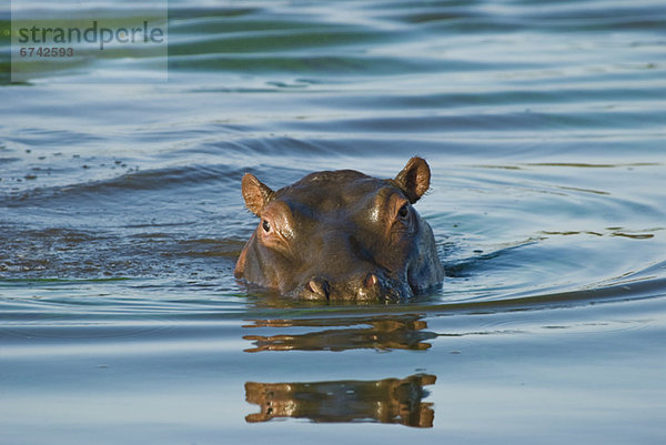 Flusspferd  Hippopotamus amphibius  Fluss  schwimmen