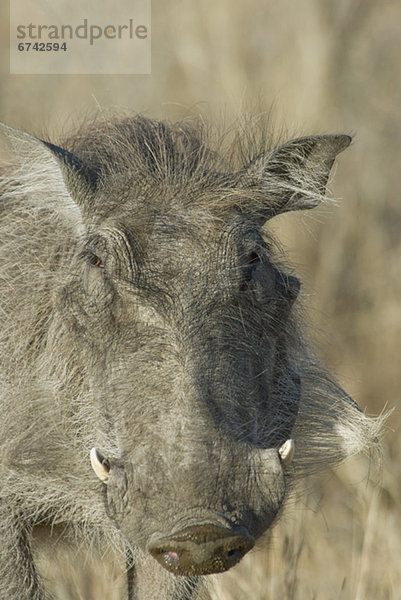 Warzenschwein  Phacochoerus aethiopicus  hoch  oben  nahe  ungestüm