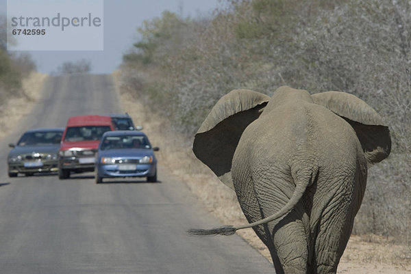 Auto  Fernverkehrsstraße  Ende  Elefant  Schiffswache