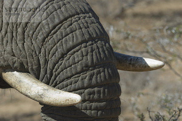 hoch  oben  nahe  Elefant  Stoßzahn