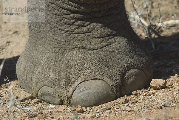 hoch  oben  nahe  Elefant