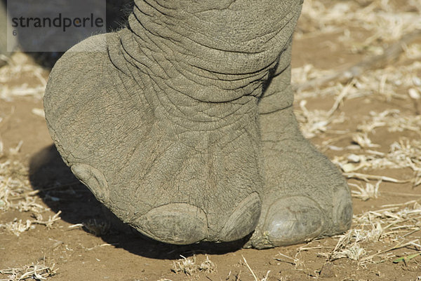 hoch  oben  nahe  Elefant