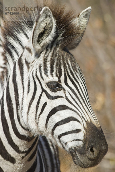 Portrait  Zebra