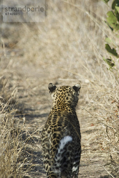 Leopard  Panthera pardus  gehen  Weg  Wiese