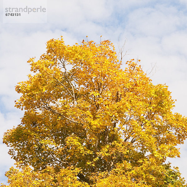 Herbstlaub