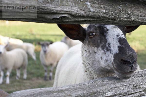 Schafe hinter Zaun