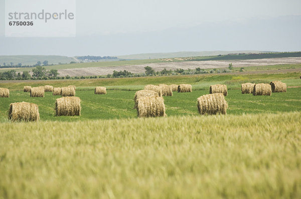 Feld  Heu  Bündel  Ansicht  Weizen