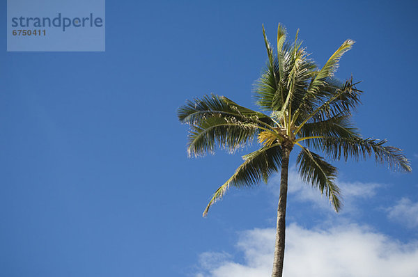 Seychellen: Palme aus der Froschperspektive