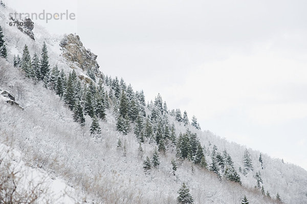 Berg  bedecken  Baum  Seitenansicht  Schnee