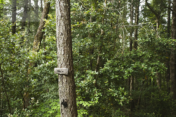 folgen  Baum  Zeichen  Wald  Signal