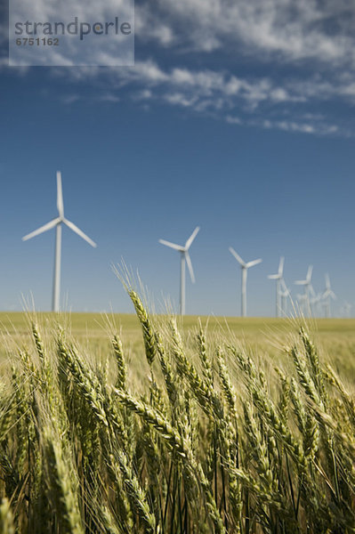 Windmühle Windpark